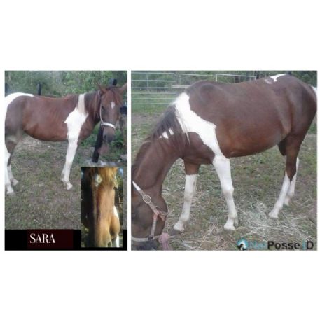 SEARCHING FOR Horse - SARA