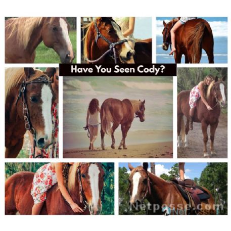 SEARCHING FOR Horse - Cody