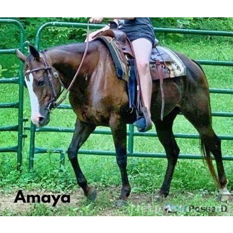 RECOVERED Horse - Amaya