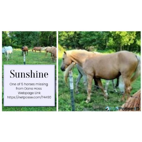 MISSING Horse - Sunshine - REWARD