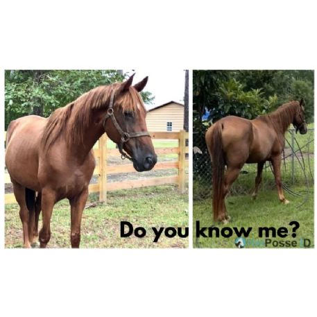 FOUND Owner must identify Horse