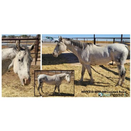 RECOVERED Horse - Found horse Notice ID 4675 - Owner found, Hagerman, NM 8823