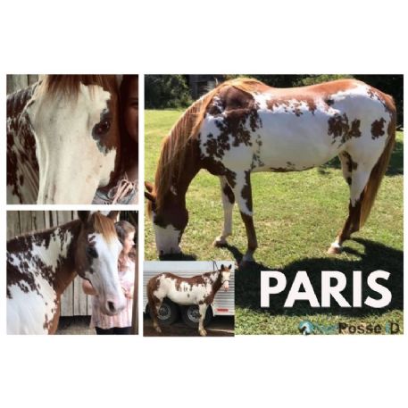 RECOVERED Horse - Paris
