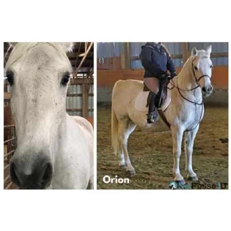 SEARCHING FOR Horse - Orion