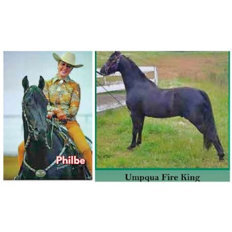 RECOVERED Horse - Umpqua Fire King aka Philbe. 