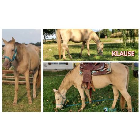MISSING Horse - Klause - REWARD