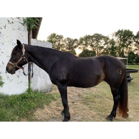 RECOVERED Horse - Texas Rose, Orangeburg , Sc 29115