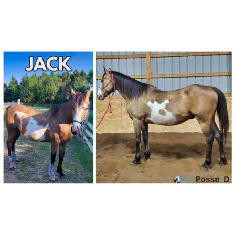 RECOVERED Horse - Jack  - REWARD