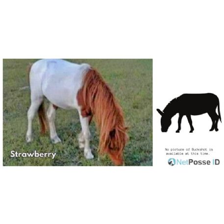 MISSING Horse - Strawberry
