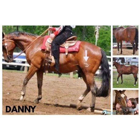 STOLEN Horse - Danny