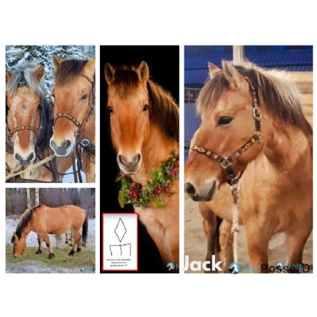 RECOVERED Horse - Jack