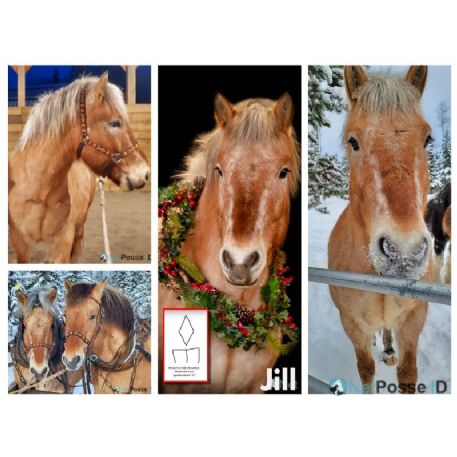 RECOVERED Horse - Jill, 108 Mile Ranch, BC V0K2Z0