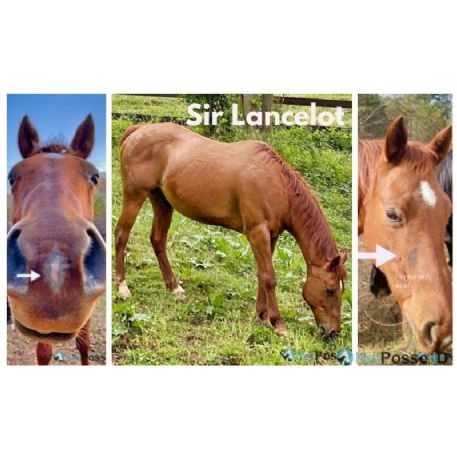 RECOVERED Horse - Sir Lancelot, Weaverville, NC 28787 - REWARD