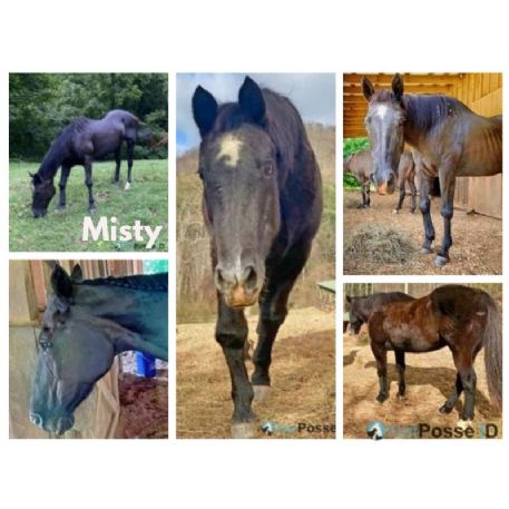 RECOVERED Horse - Misty