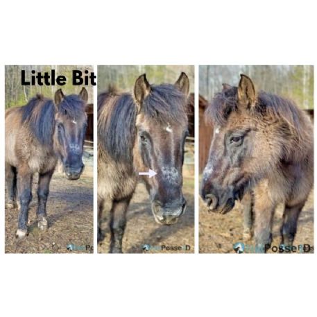 RECOVERED Horse - Little Bit, Weaverville, NC 28787 - REWARD