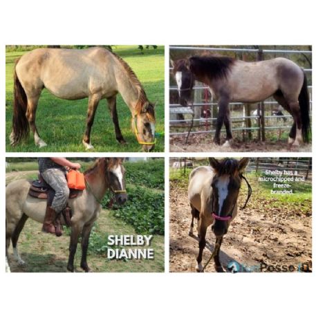 MISSING Horse - Shelby Dianne