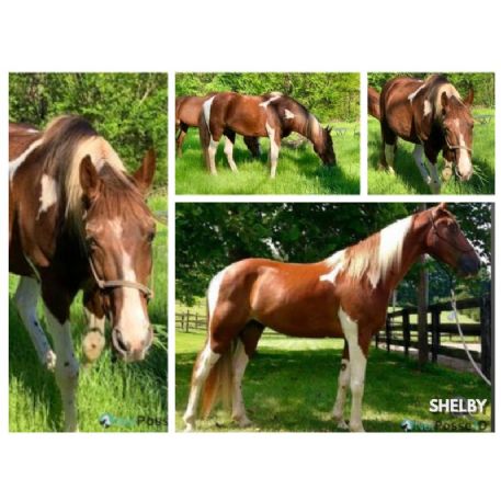 RECOVERED Horse - Shelby
