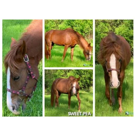 RECOVERED Horse - Sweet Pea, Pinson, AL 35126