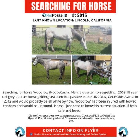 SEARCHING FOR Horse - Woodrow (HobbyCash)