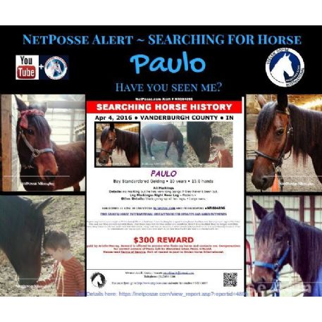 MISSING Horse - Paulo