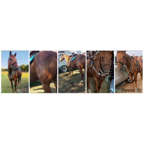 RECOVERED Horse - Louie, Loranger, La 70446