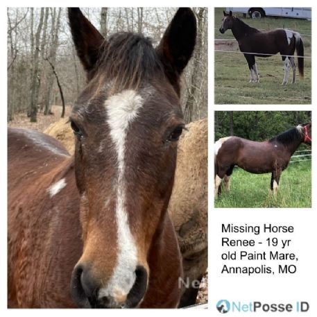 MISSING Horse - Renee