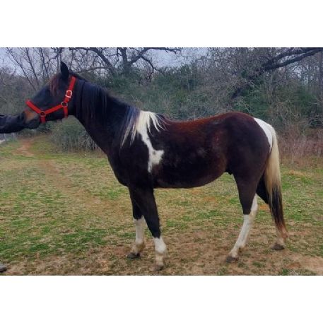 RECOVERED Horse - Scout, Hearne, Tx 77859
