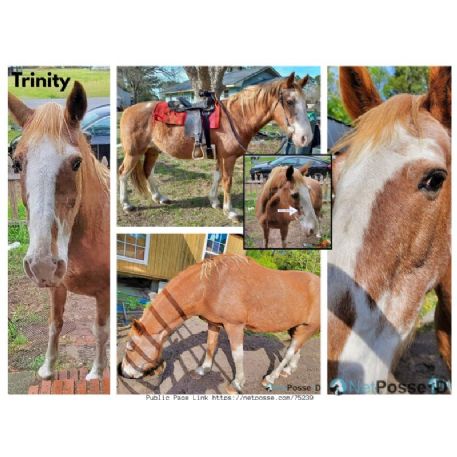 RECOVERED Horse - Trinity, Pinetown, NC 27865 - REWARD