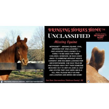 MISSING Horse - Unclassified