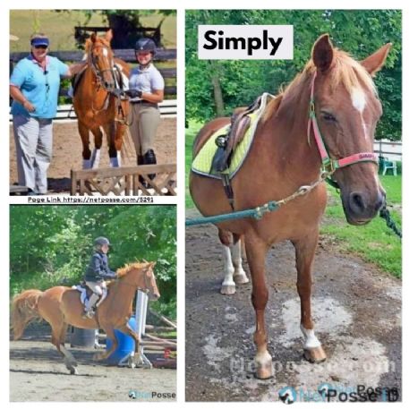 MISSING Horse - Simply