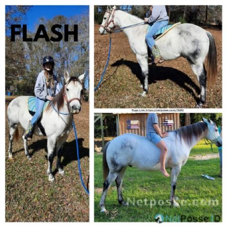 RECOVERED Horse - Flash, Kirbyville , TX 75956