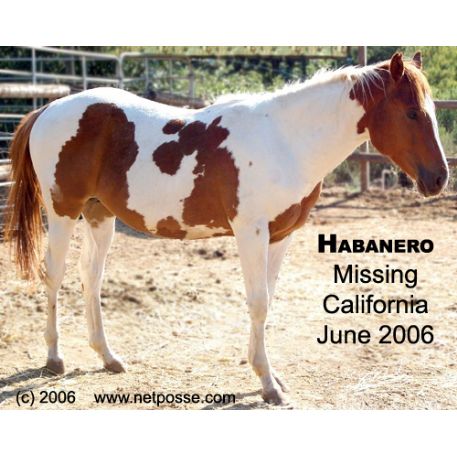 MISSING Horse - Habanero