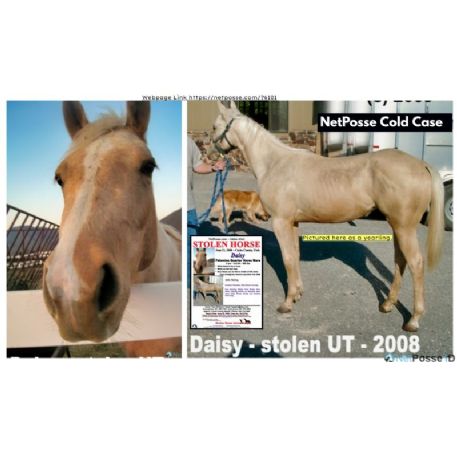 STOLEN Horse - Daisy Joe May