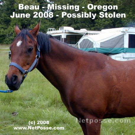 MISSING Horse - Beau Zarod