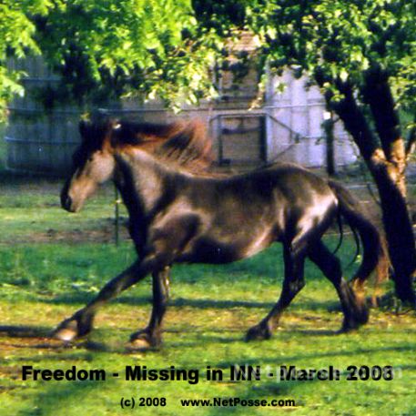 MISSING Horse - Remmington of Wild Rose Ranch