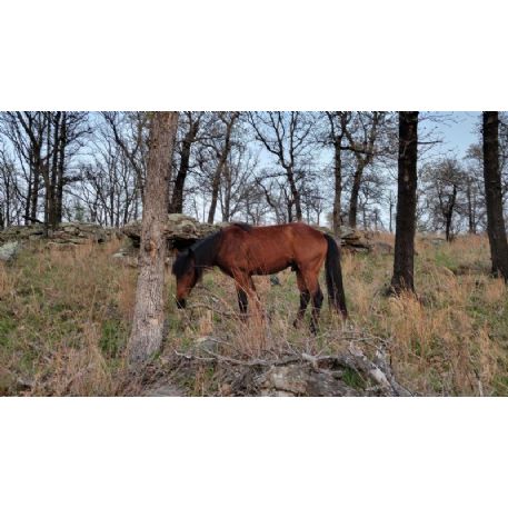 RECOVERED Horse - Tex, Bartlesville, OK 74003