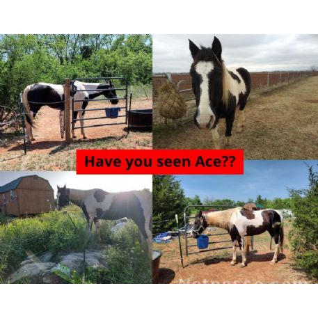 MISSING Horse - Ace