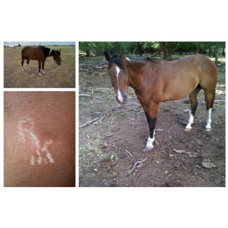 MISSING Horse - Susies Little Man