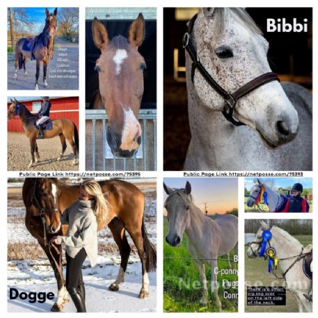 RECOVERED Horse - Bibbi