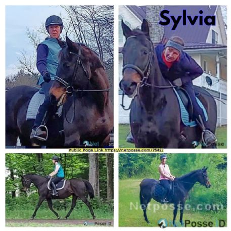 RECOVERED Horse - Sylvia - REWARD