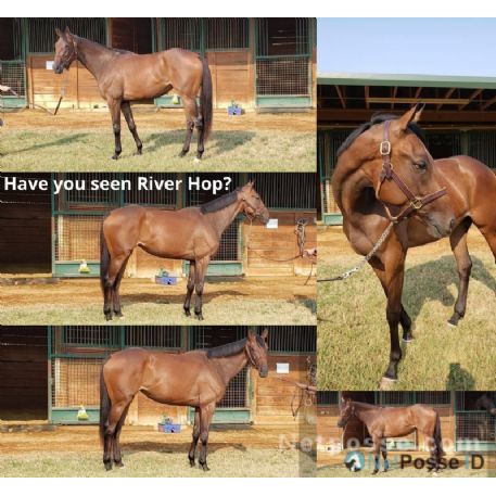 RECOVERED Horse - River Hop, Guffey, CO 80830