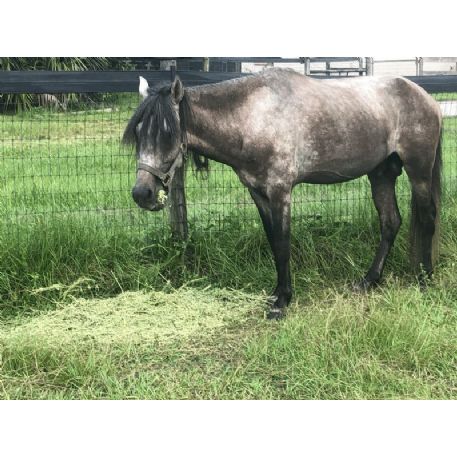 RECOVERED Horse - Unknown Name , Spring Hill, FL 34610