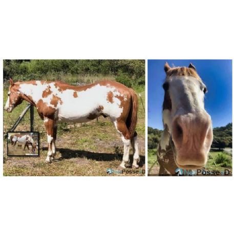 RECOVERED Horse - Rocky, Salinas, CA 93907 - REWARD