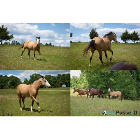 DECEASED Horse - Blueberry , Rocky Mount, Va 25151