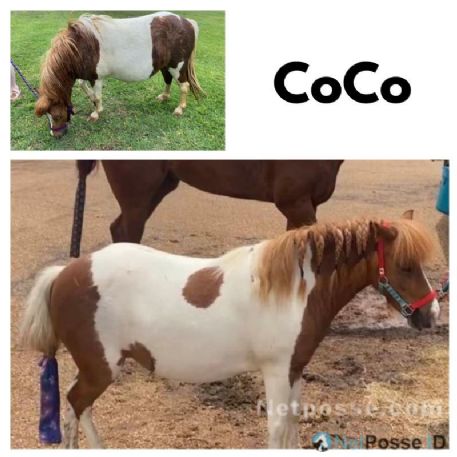 MISSING Horse - CoCo