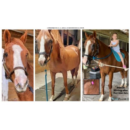DECEASED Horse - Rogue, Fort Myers, FL 33908 - REWARD