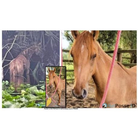 SEARCHING FOR Horse - Red Dun Sulphur Mustang Mare