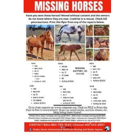 MISSING Horse - Twitch