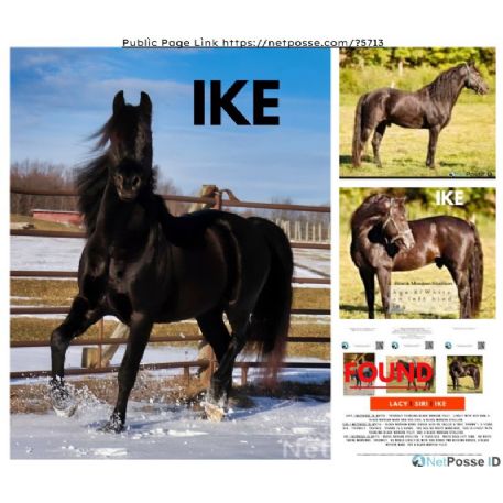 MISSING Horse - Four Hearts Lucky Ike