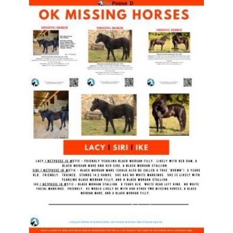 MISSING Horse - Siri's Queen Lacy